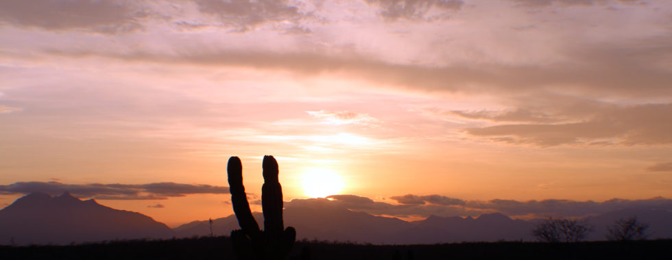 cactus in los cabos