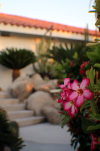 flowers in los cabos